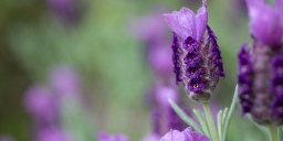 Aroma
